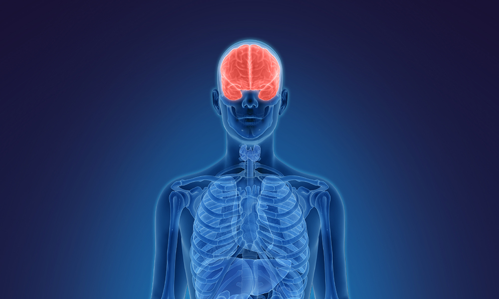 Image is an illustration of a human figure with the brain highlighted